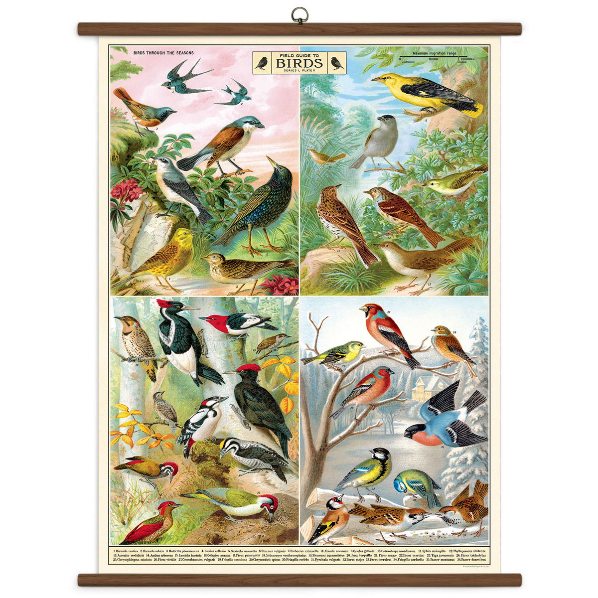 Field Guide to Birds Vintage School Chart – Paper Trail Rhinebeck