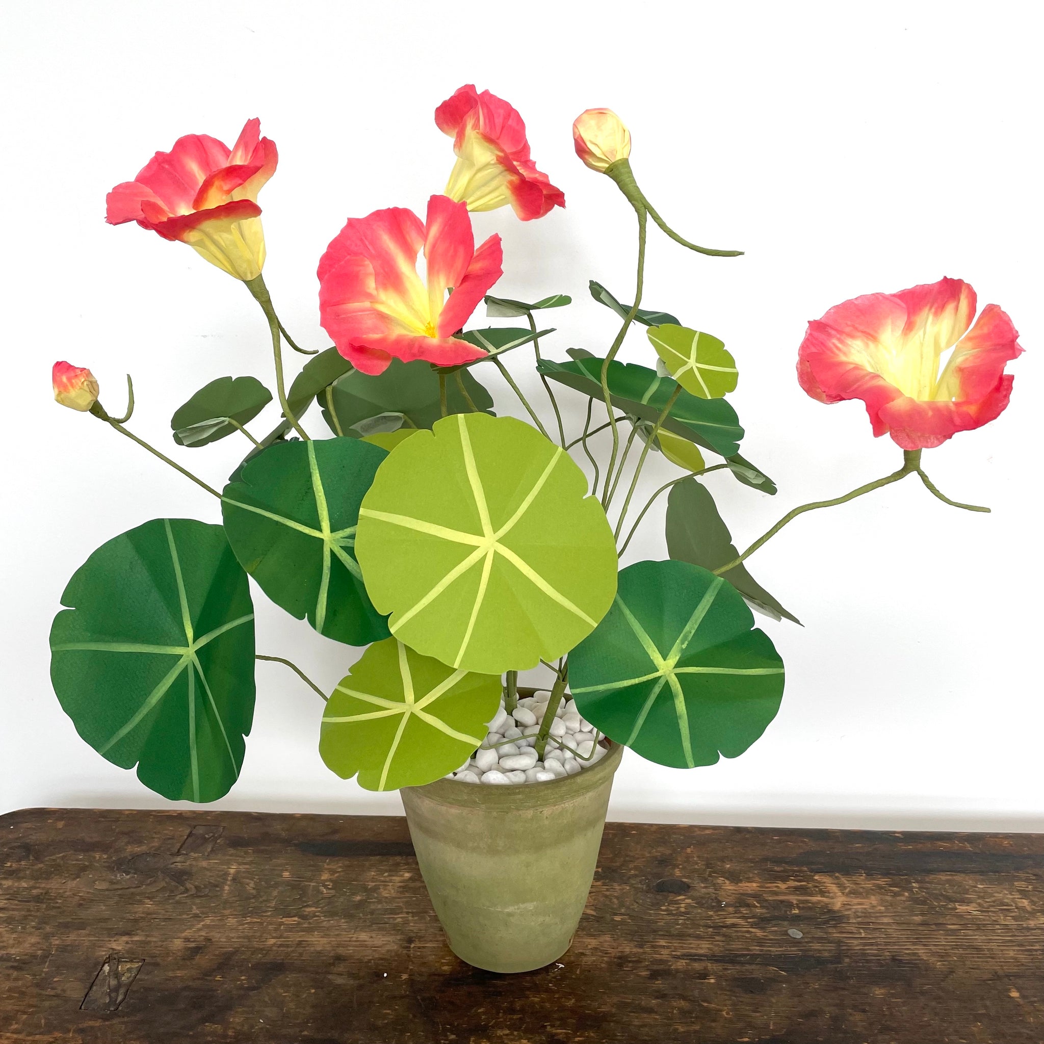 plant nasturtium in pots Potted Paper Nasturtium Plant – Paper Trail Rhinebeck